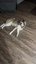 Found/Stray Female Dog last seen Lariat - near gas station, Channelview, TX 77530