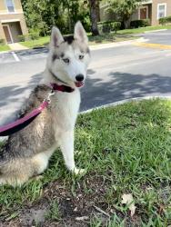 Lost Female Dog last seen Antibes St, Jacksonville, FL 32224