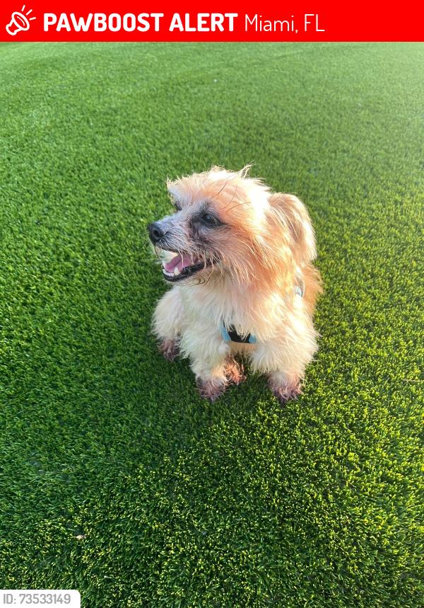 Lost Male Dog last seen Near SW 13th st miami fl 33144, Miami, FL 33144