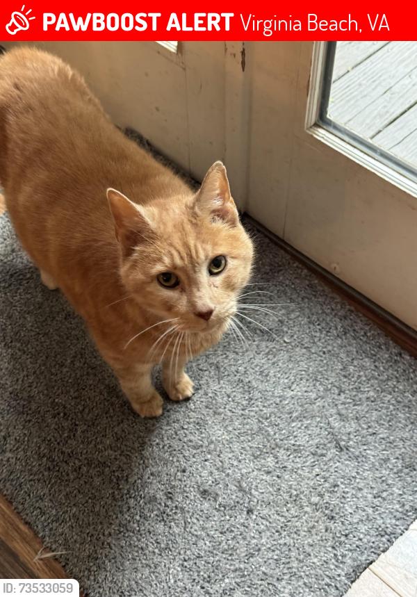 Lost Male Cat last seen Near Alanton Dr, Virginia Beach, Virginia Beach, VA 23454