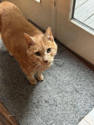 Lost Male Cat last seen Near Alanton Dr, Virginia Beach, Virginia Beach, VA 23454