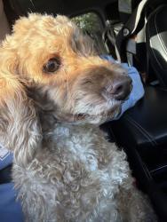 Found/Stray Male Dog last seen Hwy 101 and Reidville Rd, Greer, SC 29650
