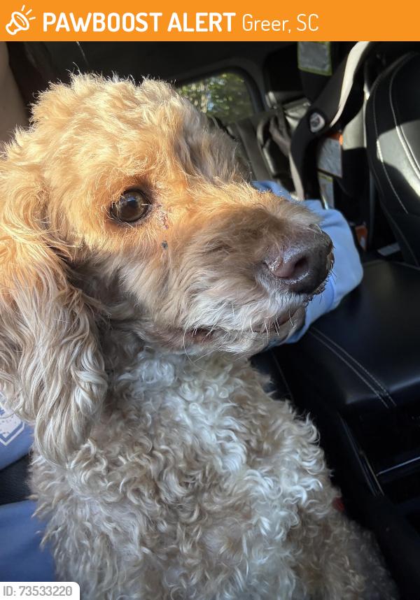 Found/Stray Male Dog last seen Hwy 101 and Reidville Rd, Greer, SC 29650