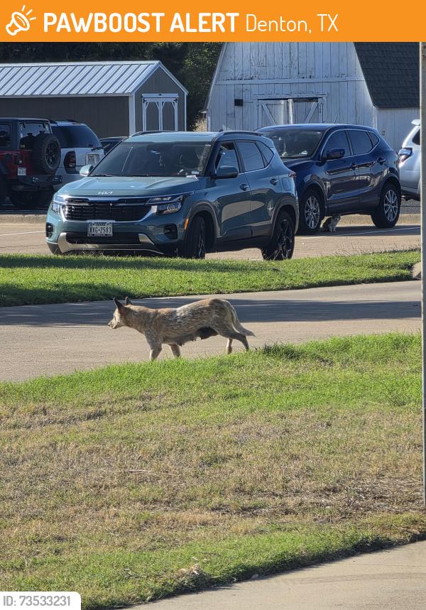 Found/Stray Female Dog last seen W Kilpatrick Ave, Denton, TX 76201