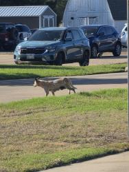 Found/Stray Female Dog last seen W Kilpatrick Ave, Denton, TX 76201