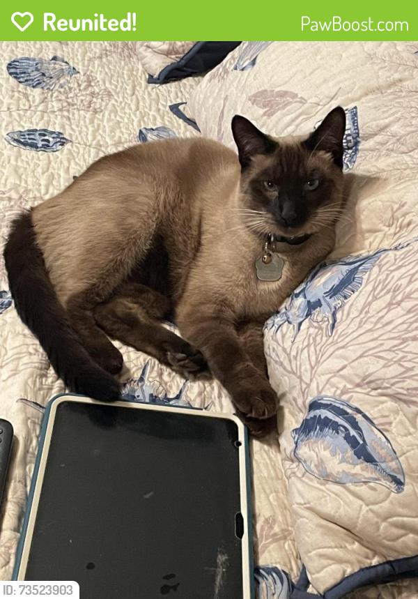 Reunited Male Cat last seen Marble Dr and mica dr, Modesto, CA 95355