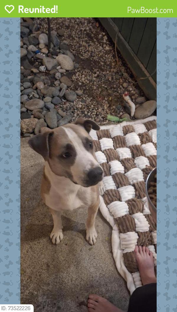 Reunited Male Dog last seen Eaton and parker, Tracy, CA 95376
