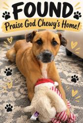 Reunited Male Dog last seen Flintwood street and Edgewood Street In Holley by the Sea, Navarre, FL 32566