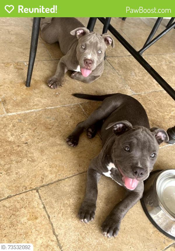 Reunited Female Dog last seen Near w 4th ave, Hialeah FL 33012, Hialeah, FL 33012