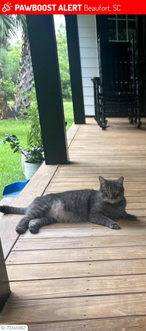 Lost Male Cat last seen Laurel Bay , Rugrack road, Beaufort, SC 29906