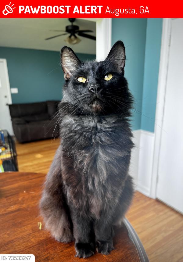 Lost Male Cat last seen Kissenbower, Augusta, GA 30904