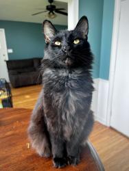 Lost Male Cat last seen Kissenbower, Augusta, GA 30904