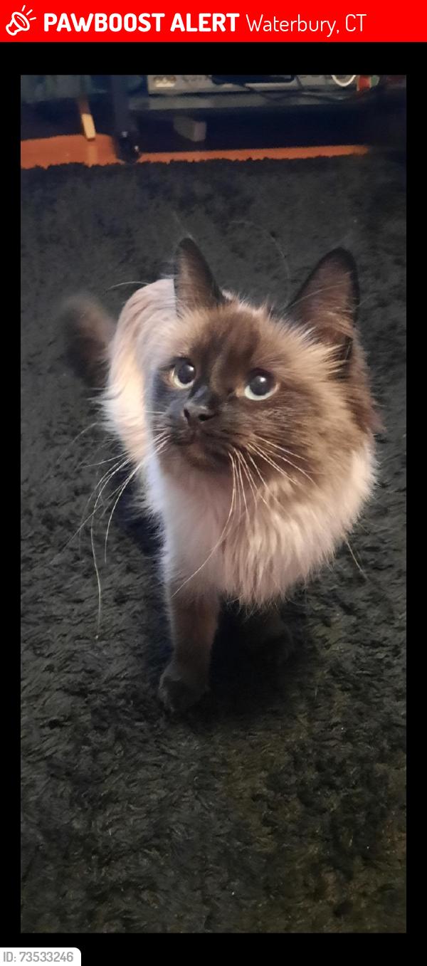 Lost Female Cat last seen East Main Street, Waterbury, CT 06705