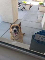 Found/Stray Unknown Dog last seen West Borden Rd. San Marcos CA 92069, San Marcos, CA 92069