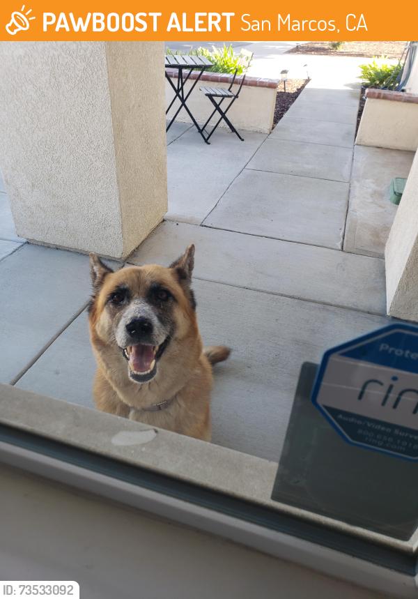 Found/Stray Unknown Dog last seen West Borden Rd. San Marcos CA 92069, San Marcos, CA 92069