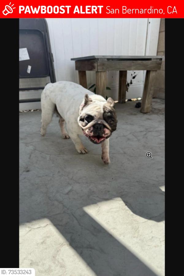 Lost Male Dog last seen Colston Street area, San Bernardino, CA 92408, San Bernardino, CA 92408