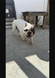 Lost Male Dog last seen Colston Street area, San Bernardino, CA 92408, San Bernardino, CA 92408
