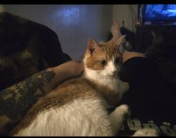 Lost Male Cat last seen Dresbach Park, Winona County, MN 55925