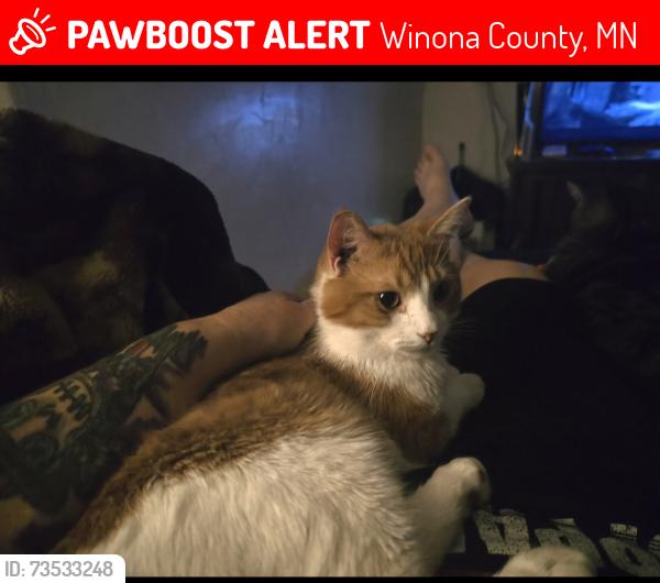 Lost Male Cat last seen Dresbach Park, Winona County, MN 55925