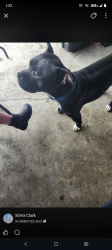 Reunited Male Dog last seen 143rd and golden given, Parkland, WA 98445