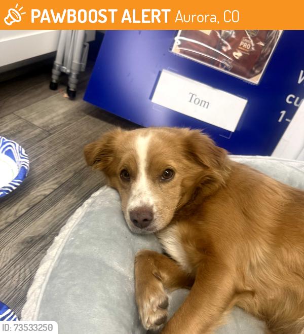 Found/Stray Female Dog last seen Lowes on Havana in Aurora, Aurora, CO 80010