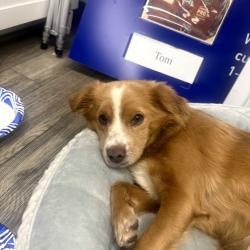 Found/Stray Female Dog last seen Lowes on Havana in Aurora, Aurora, CO 80010