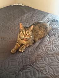 Lost Female Cat last seen Circle K on Fayetteville Rd, Durham, NC 27713