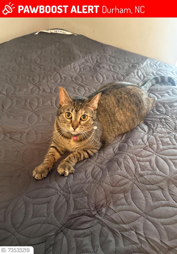Lost Female Cat last seen Circle K on Fayetteville Rd, Durham, NC 27713