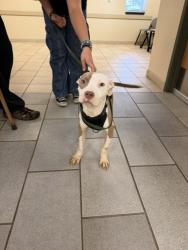 Shelter Stray Female Dog last seen Smoke Tree Lane, VIRGINIA BEACH, VA, 23452, 341 S Birdneck Rd, Virginia Beach, VA 23451, USA