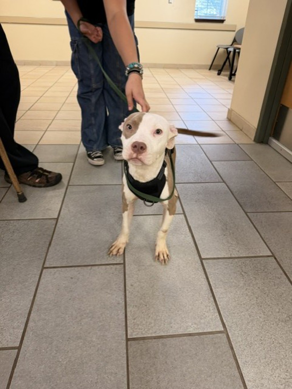 Shelter Stray Female Dog last seen Smoke Tree Lane, VIRGINIA BEACH, VA, 23452, 341 S Birdneck Rd, Virginia Beach, VA 23451, USA