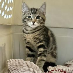Shelter Stray Female Cat last seen Near Paseo Laguna Seco, LIVERMORE, CA, 94551, 4651 Gleason Dr, Dublin, CA 94568, USA