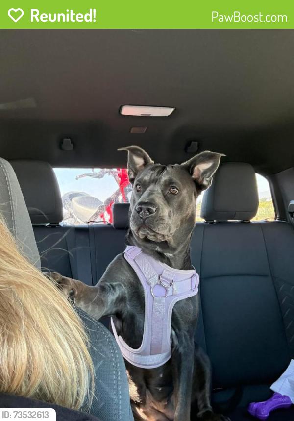 Reunited Female Dog last seen Pittsford & Lake Forest, Lake Forest, CA 92630
