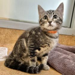 Shelter Stray Female Cat last seen Near Paseo Laguna Seco, LIVERMORE, CA, 94551, 4651 Gleason Dr, Dublin, CA 94568, USA