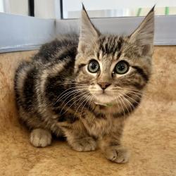 Shelter Stray Male Cat last seen Near Paseo Laguna Seco, LIVERMORE, CA, 94551, 4651 Gleason Dr, Dublin, CA 94568, USA