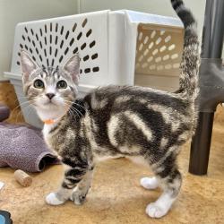 Shelter Stray Female Cat last seen Near Paseo Laguna Seco, LIVERMORE, CA, 94551, 4651 Gleason Dr, Dublin, CA 94568, USA