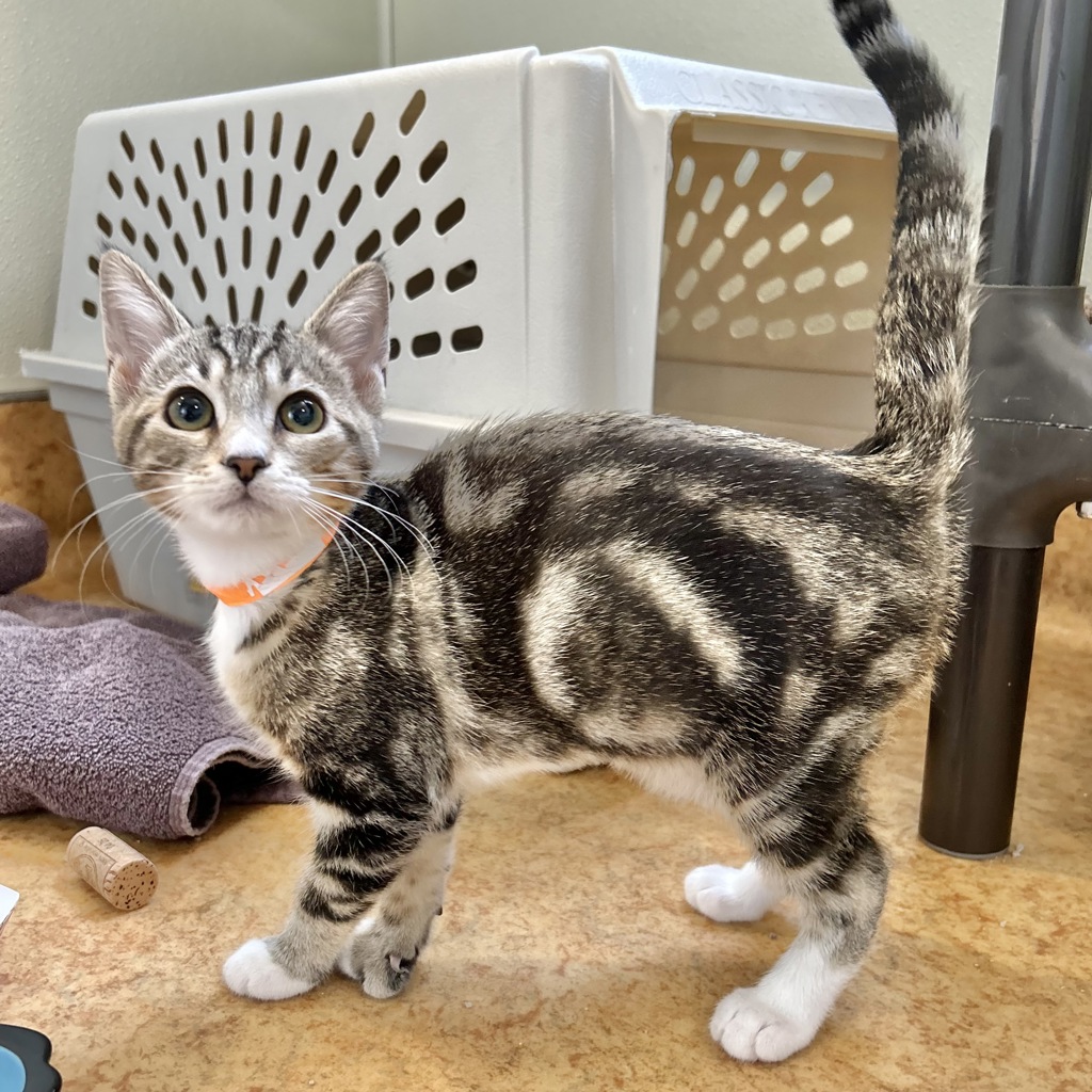 Shelter Stray Female Cat last seen Near Paseo Laguna Seco, LIVERMORE, CA, 94551, 4651 Gleason Dr, Dublin, CA 94568, USA