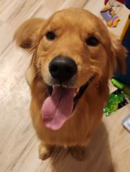 Reunited Male Dog last seen Near East and Tarlton Rd, Pickaway County, OH 43113