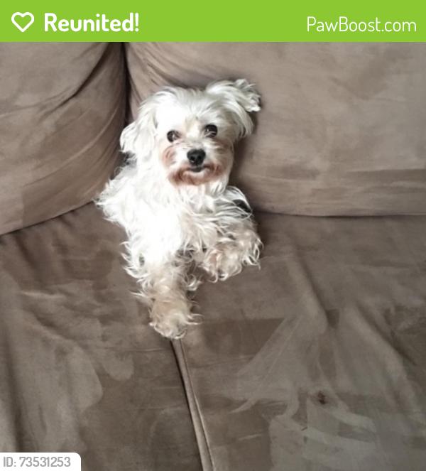 Reunited Female Dog last seen Canton Pass Madison,Tn, Nashville, TN 37115