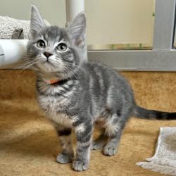 Shelter Stray Female Cat last seen Near Paseo Laguna Seco, LIVERMORE, CA, 94551, 4651 Gleason Dr, Dublin, CA 94568, USA
