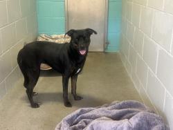 Shelter Stray Female Dog last seen Near N Santa Fe Avenue, Vista, CA, 92084, Oceanside, CA 92058, USA