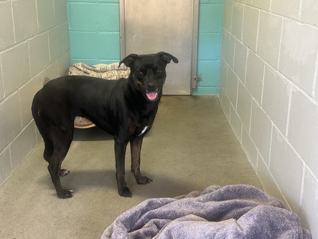 Shelter Stray Female Dog last seen Near N Santa Fe Avenue, Vista, CA, 92084, Oceanside, CA 92058, USA