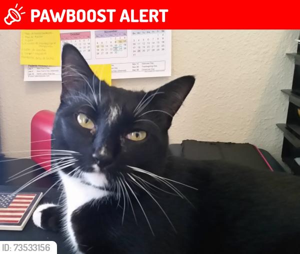 Lost Male Cat last seen Glorieta Drive, St. Johns County, FL 32095