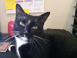 Lost Male Cat last seen Glorieta Drive, St. Johns County, FL 32095
