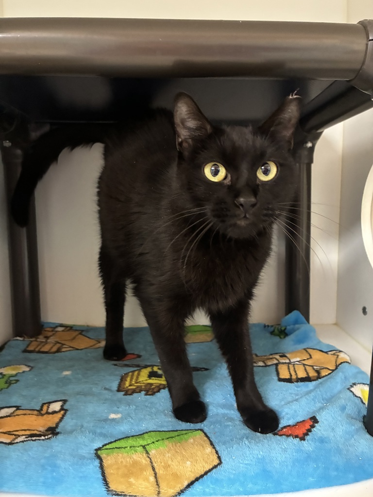Shelter Stray Female Cat last seen Near S 300 W, SALT LAKE CITY, UT, 84101, 511 W 3900 S, Salt Lake City, UT 84123, USA