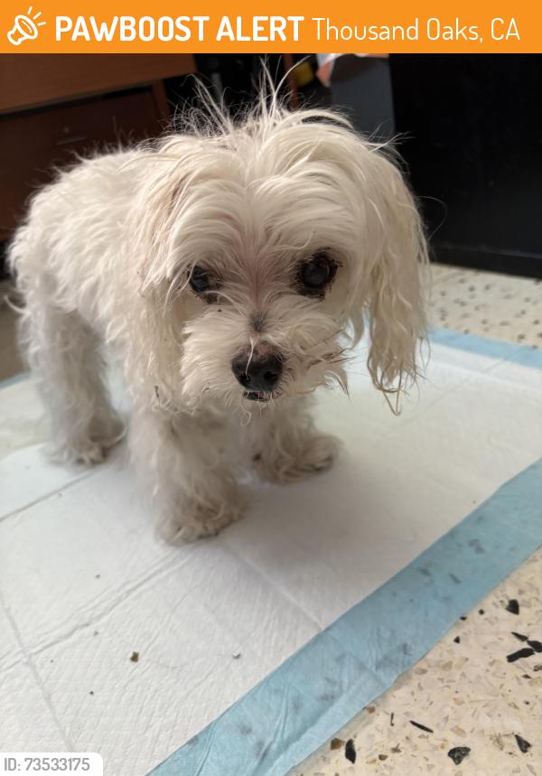 Found/Stray Unknown Dog last seen Lawrence Drive, Thousand Oaks, CA 91320