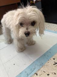 Found/Stray Unknown Dog last seen Lawrence Drive, Thousand Oaks, CA 91320