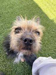 Shelter Stray Female Dog last seen Near Ocean View Boulevard, San Diego, CA, 92113, 5500 Gaines St, San Diego, CA 92110, USA