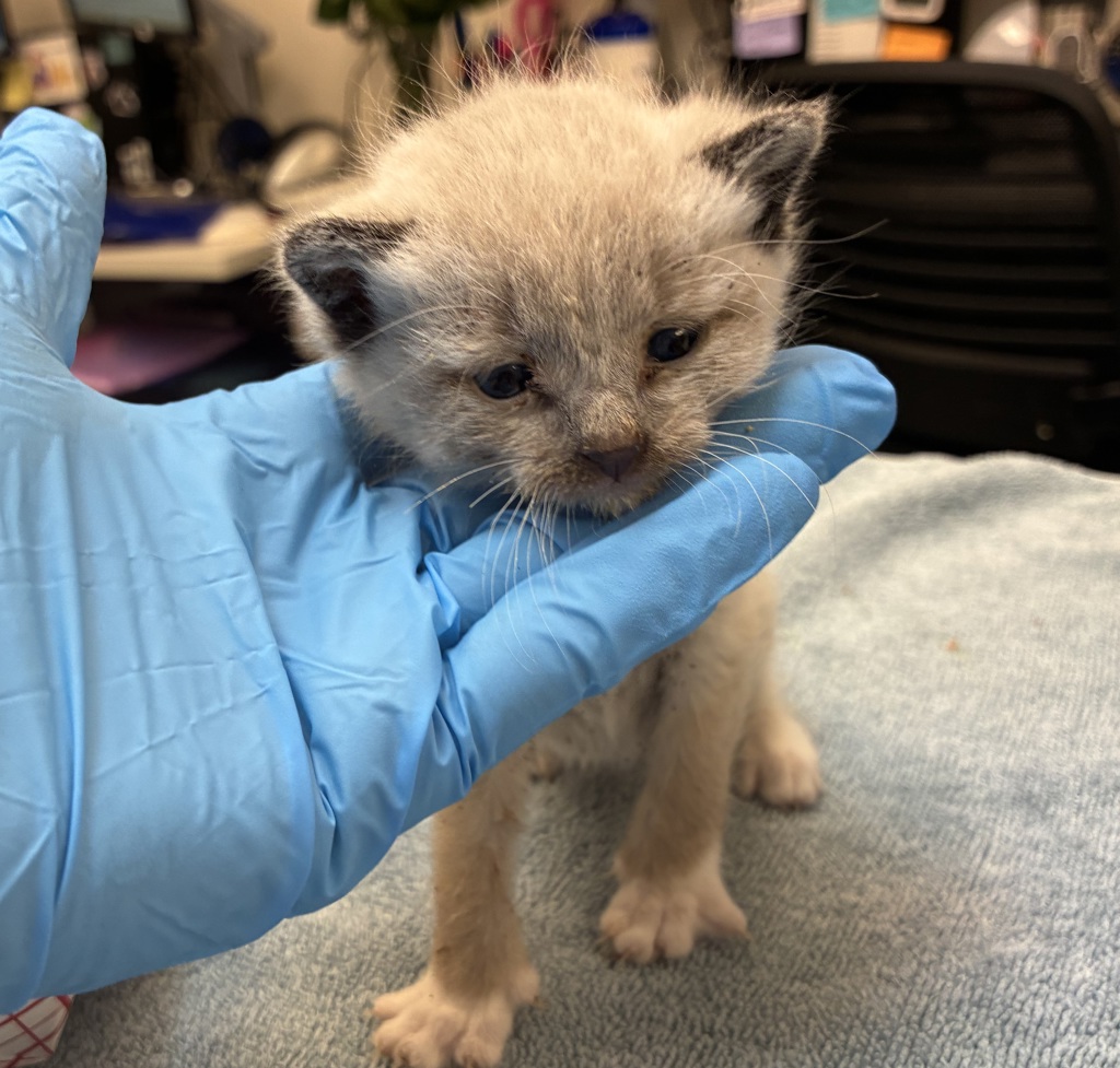 Shelter Stray Female Cat last seen SE 129th/Rhone, PORTLAND, OR, 97236, 1700 W Historic Columbia River Hwy, Troutdale, OR 97060, USA