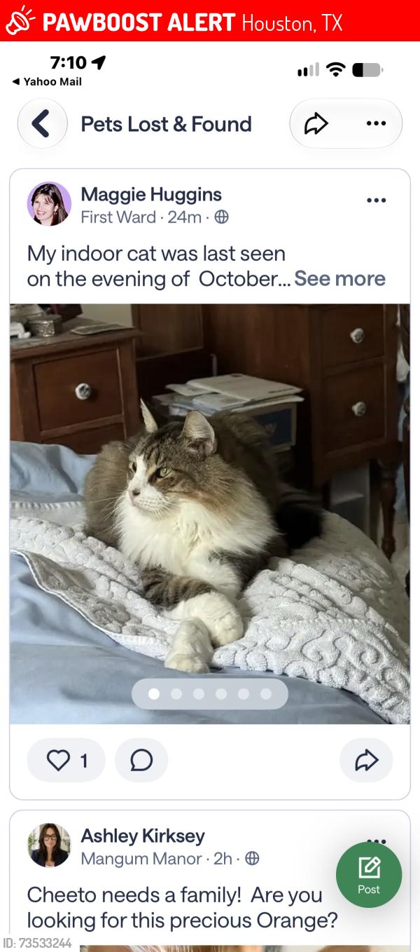 Lost Male Cat last seen Bingham @ Hickory, Houston, TX 77007