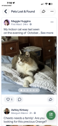 Lost Male Cat last seen Bingham @ Hickory, Houston, TX 77007